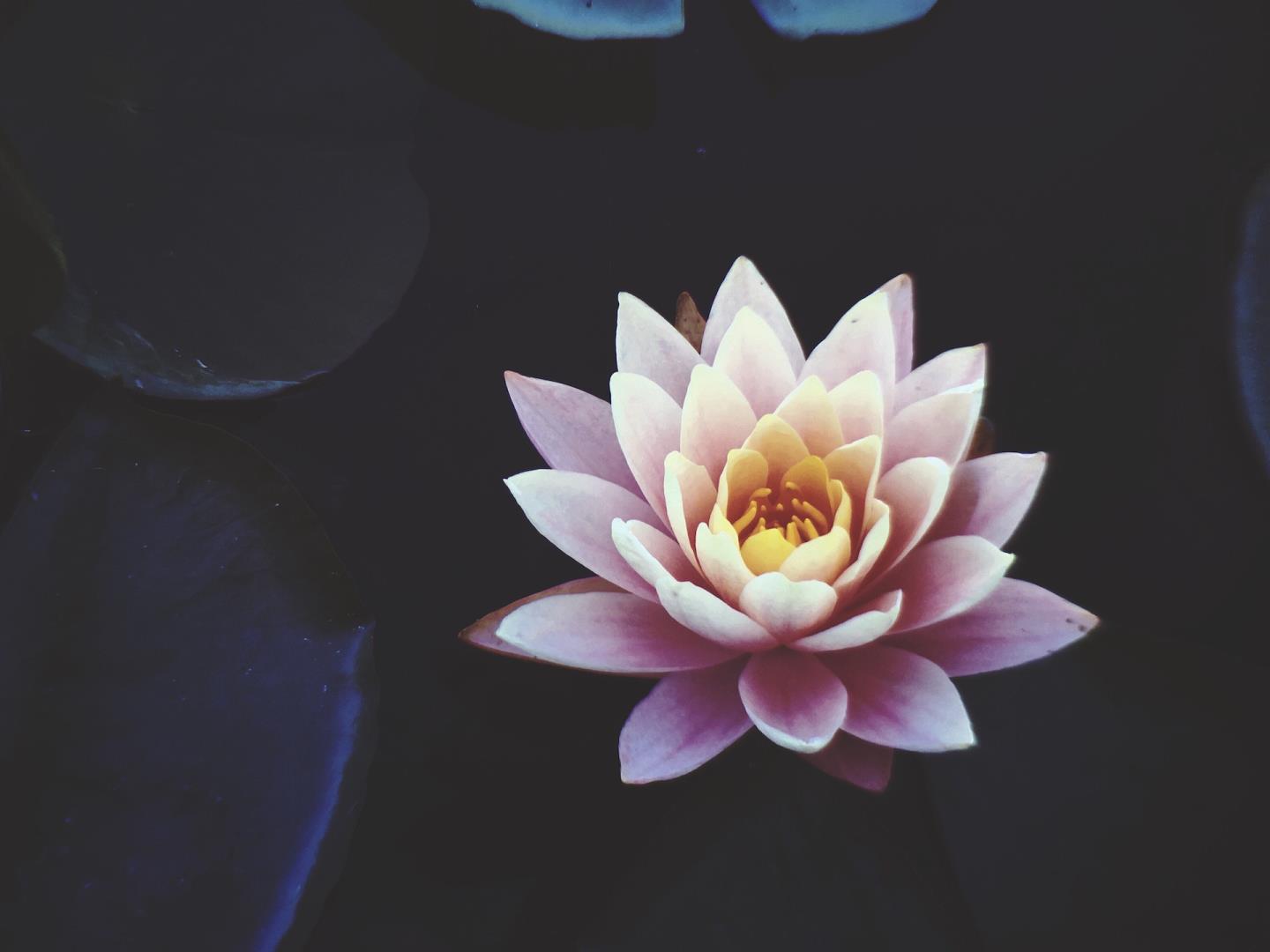 Een lotus op het water